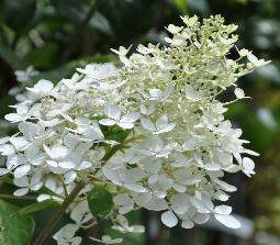 HydrangeapaniculatKyushujuli