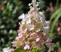 HydrangeapaniculataPINKYWINKYVN