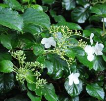 Hydrangeapetiolaristuin