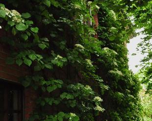 Hydrangeapetiolarismuurbekleding