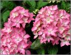 HydrangeaPiadwerghortensiabloemen