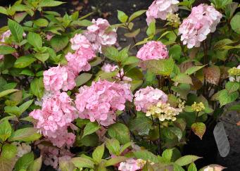 HydrangeaPreziosa