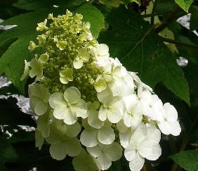 HydrangeaquercifoliaSnowQueen