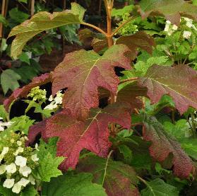 HydrangeaquercifoliaBurgundyvnherfstkleur