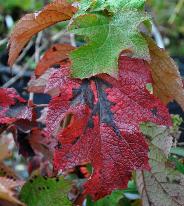 Hydrangeaquercifoliaherfstverkleuringoktober