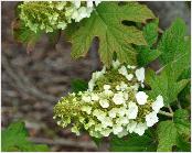 Hydrangeaq uercifolia 'Applause' closeup