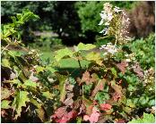 HydrangeaquercifoliaBackPorch2august