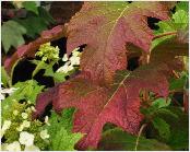 HydrangeaquercifoliaBurgundyvnherfstkleur