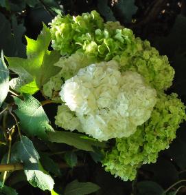 HydrangeaquercifoliaHarmonycloseupbloemen