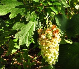 HydrangeaquercifoliaSnowflake