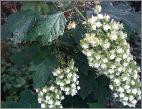 HydrangeaquercifoliaSnowflaketuinAjisai