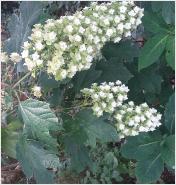 HydrangeaquercifoliaSnowflakebloeiwijze