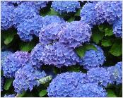 HydrangeaRenateSteinigerfototuinpoort