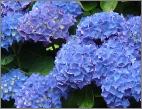 HydrangeaRenateSteinigerfototuinpoort