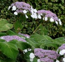 Hydrangeasargentiana