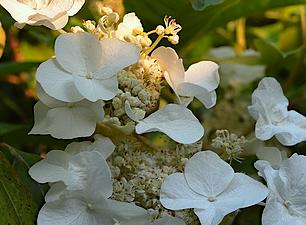 Hydrangeaseemannii