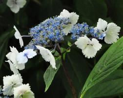 HydrangeaserrataNadeshikoGakuaugustus2013