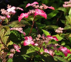 HydrangeaserrataBeniGakurodeuitbloeivnbijenplant