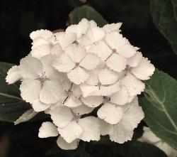 hydrangeaserrataBeniTemaribloembolcloseup