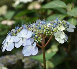 HydrangeaserrataBluebirdcloseupaugustusVeryverynice