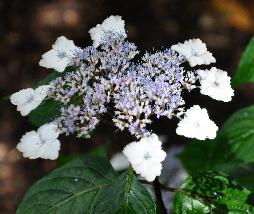 HydrangeaserrataIntermediavn