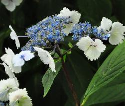 HydrangeaserrataNadeshikoGakuaugustus2013