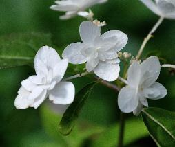 Hydrangea serrata 'Shiro Fuji' eind augVN2