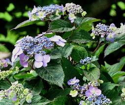 HydrangeaserrataSpreadingBeauty3