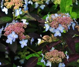 HydrangeaserrataTiarajuni2012closeupbloemenvn