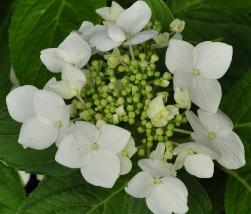 HydrangeaserrataToGasoYamawittevlakkebloemMauriceV