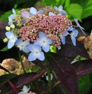 HydrangeaserrataTiarajuni2012closeupbloemenvn