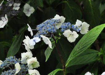 Hydrangea serrata 'Nadeshiko Gaku' augustus2013