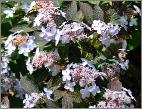 Hydrangea serrata 'Tiara' global picture