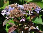 Hydrangea serrata 'Tiara' fin de floraison , fleurs stérile à l'envers