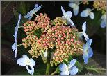 Hydrangea serrata 'Tiara' juni2012 closeup  inflorescence