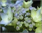 HydrangeaserrataBluedeckleopeningcloseup