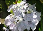 Hydrangea serrata 'Blue Deckle' VN