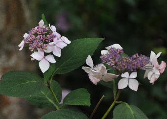 Hydrangea serrata 'Grayswood'  inflorescence