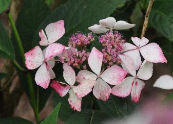 Hydrangea serrata 'Grayswood'  fleurs virent au rouge en fin de floraison 