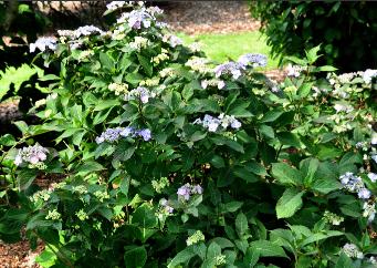 Hydrangea serrata 'Spreading Beauty' globalview