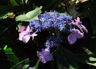 Hydrangea serrata 'Spreading Beauty' closeup inflorescence