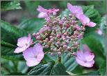 Hydrangea serrata 'Hallasan' juin 2011VN