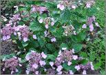 Hydrangea serrata 'Hallasan'