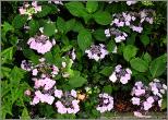 Hydrangea serrata 'Klaveren ' habitus