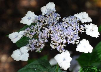 Hydrangea serrata 'Intermedia ' vn