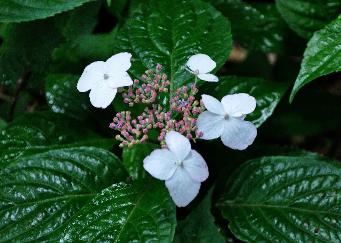 Hydrangea serrata 'Kurenai' closeup vn