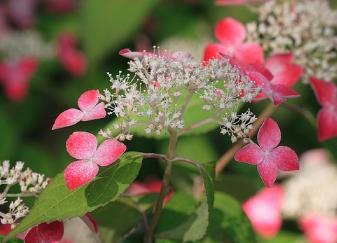 Hydrangea serrata 'Kurenai' Shamrock collection