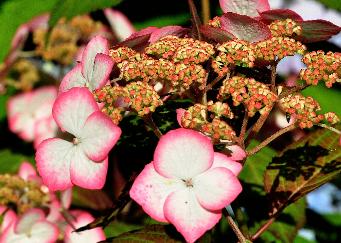 Hydrangea serrata 'Kiyosumisawa' closeup inflorescence