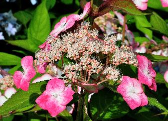 Hydrangea serrata 'Kiyosumi' inflorescence vire au rouge