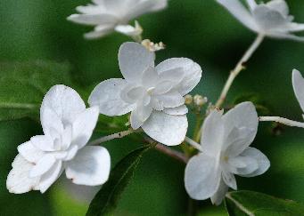 Hydrangea serrata 'Shiro Fuji' fin août -jardin de Dirk Staels